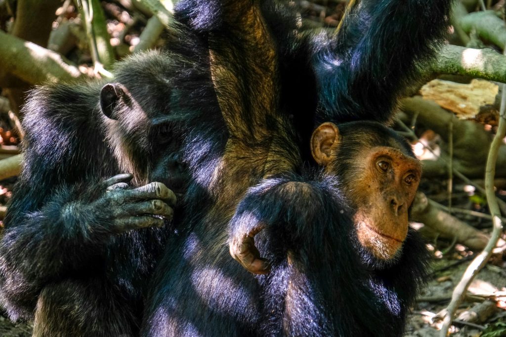 Group of chimpanzees hanging from tree while jumping from branch to branch in nature